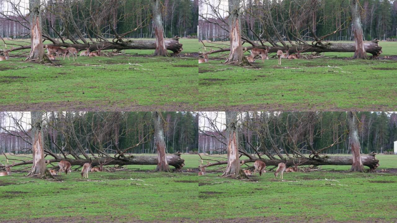 一小群鹿靠近一棵倒下的树。鹿有的躺在地上，有的站在地上寻找食物。