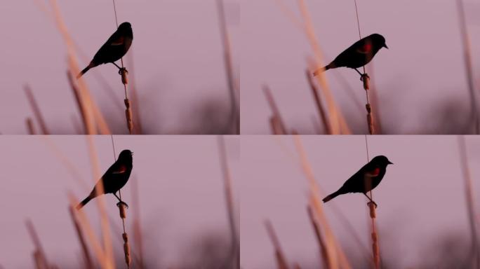西德克萨斯州红翅黑鸟: 日落