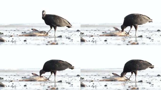 黑秃鹰吃了一条被冲上岸的鱼