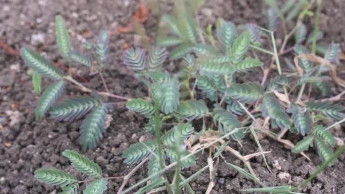 敏感的植物叶子向内折叠。