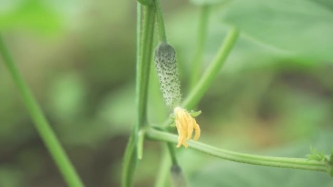 在温室条件下生长着一朵黄花的小黄瓜。有机园艺。