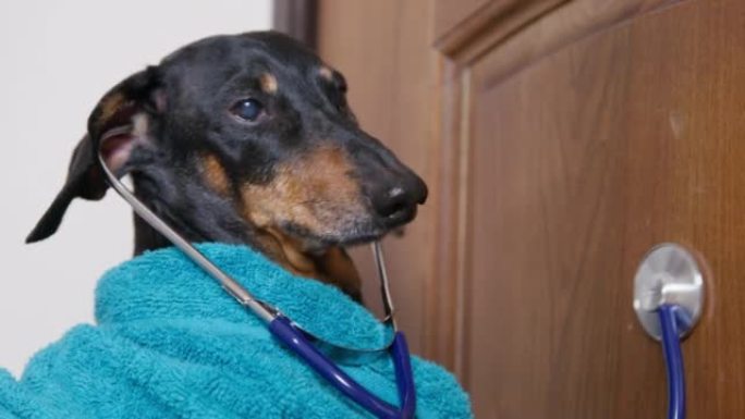穿着蓝色毛圈晨衣的有趣的腊肠狗，耳朵里有听诊器。Pet将医疗器械放在木门上，以窃听其背后发生的事情。