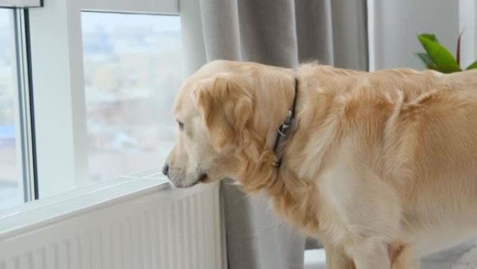 金色猎犬狗站在窗户附近