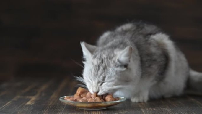 可爱的灰猫吃盘子里的湿食物，特写