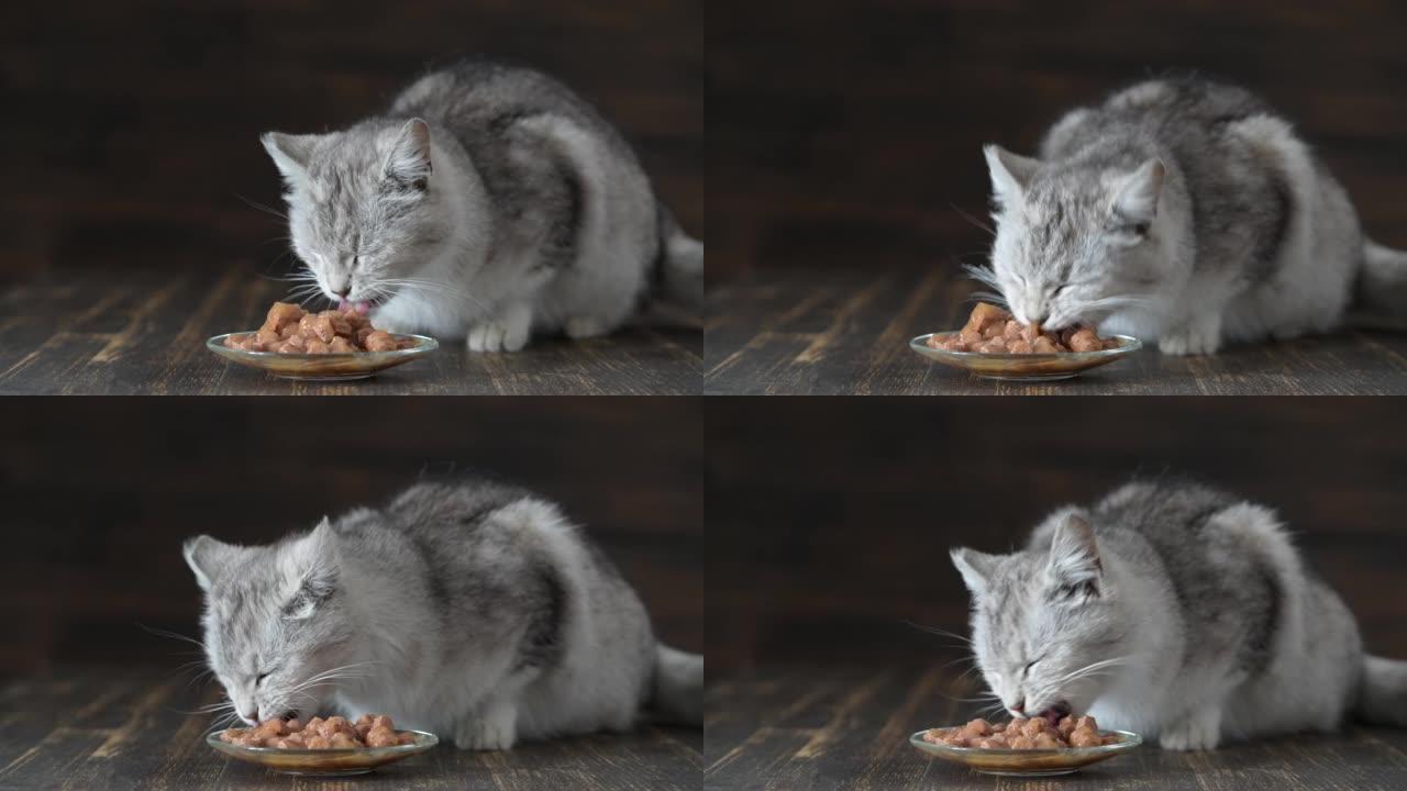 可爱的灰猫吃盘子里的湿食物，特写