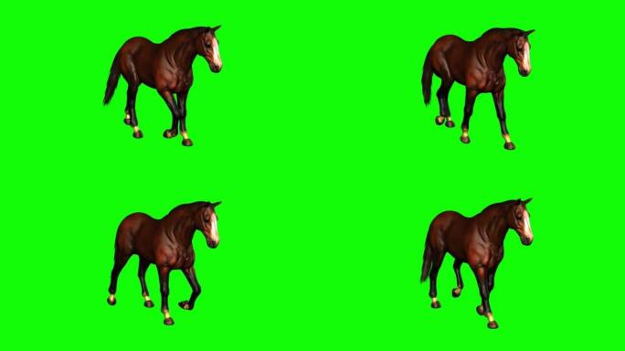 在绿色屏幕上行走的马
