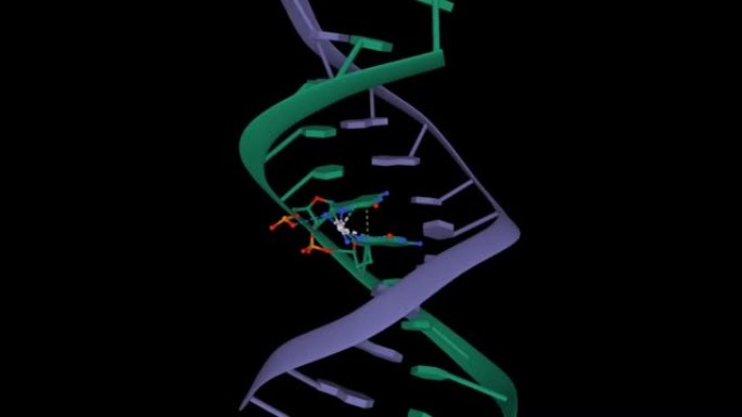 与抗癌药物顺铂 (浅灰色) 结合的双链DNA的结构。