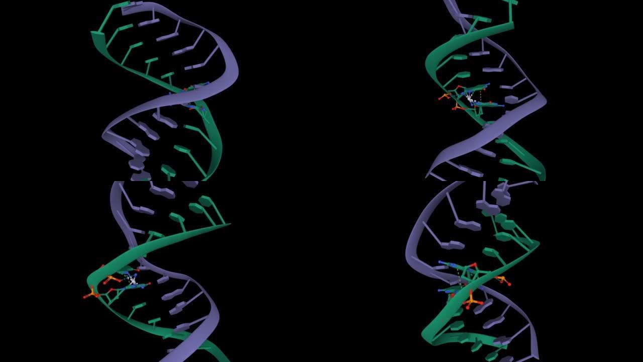 与抗癌药物顺铂 (浅灰色) 结合的双链DNA的结构。
