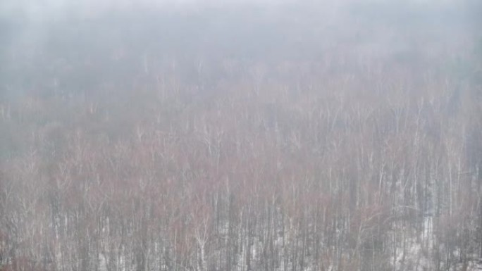 冬季森林中的水分蒸发，雪中有树。雾在荒凉的风景中被雪覆盖的大自然中，时光倒流