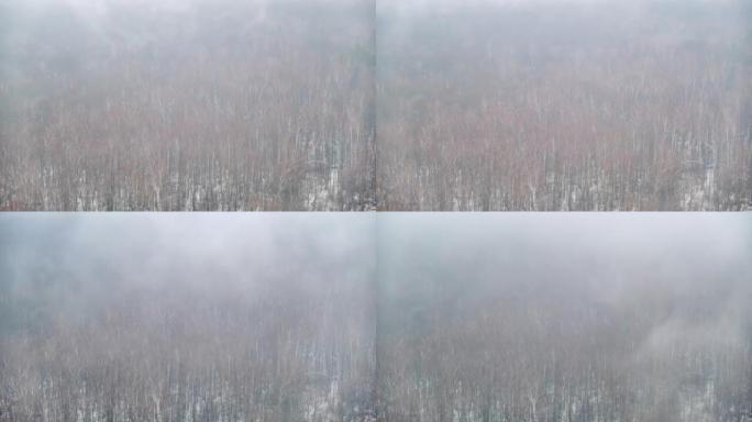 冬季森林中的水分蒸发，雪中有树。雾在荒凉的风景中被雪覆盖的大自然中，时光倒流