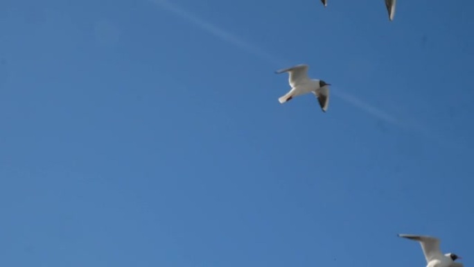 在最清澈的蓝天上翱翔的海鸥。温暖的晴天。上升的暖气流。