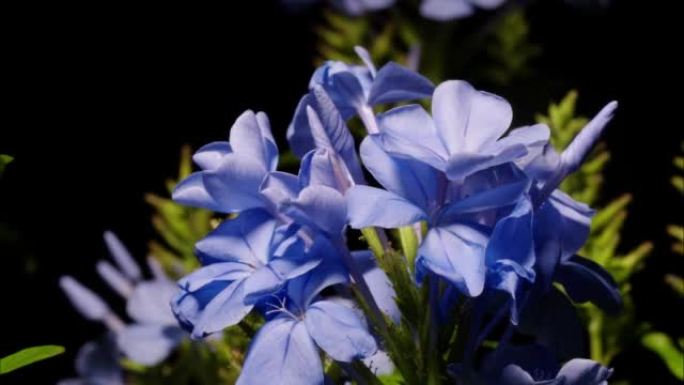 盛开的蓝色铅花花 (Plumbago auriculata Lam。) 的时间流逝。这些花在家庭花园
