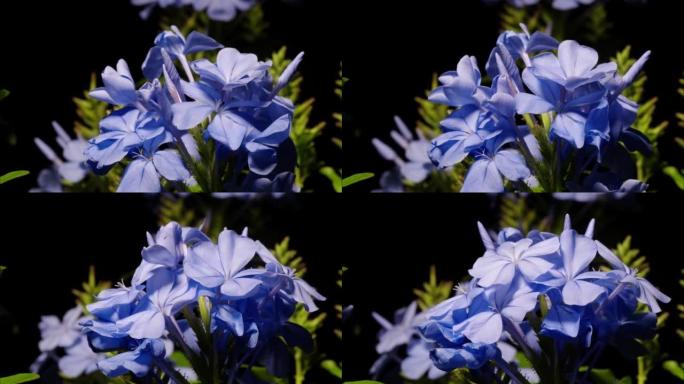 盛开的蓝色铅花花 (Plumbago auriculata Lam。) 的时间流逝。这些花在家庭花园