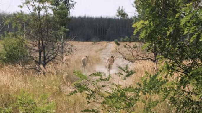 一群野生普氏野马在切尔诺贝利禁区的秋天放牧。放射性红森林中的野马