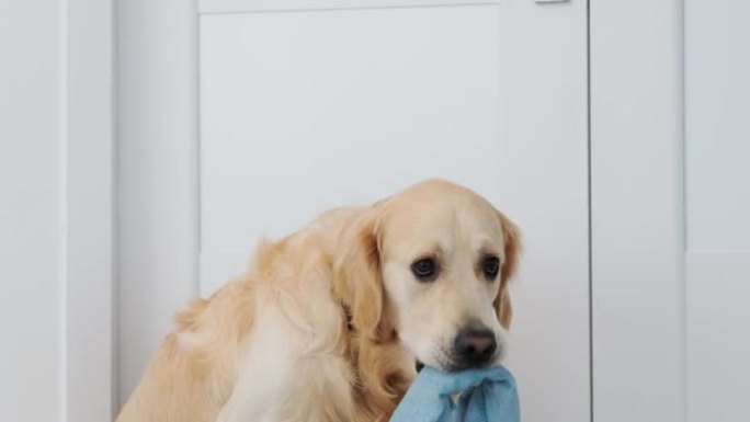 金毛猎犬狗拿着清洁布