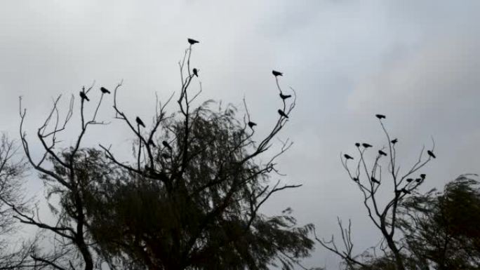 乌鸦在树的树枝上，灰暗的背景有鸟，树上有一群黑色的鸟。