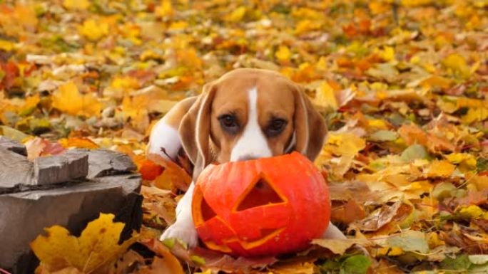 带南瓜灯笼的可爱狗的肖像，秋天
