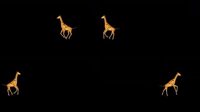 大长颈鹿来回奔跑阿尔法哑光极限远射