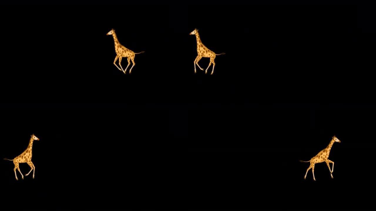 大长颈鹿来回奔跑阿尔法哑光极限远射