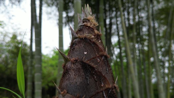 雨后春笋  露珠滑落唯美慢镜头意境