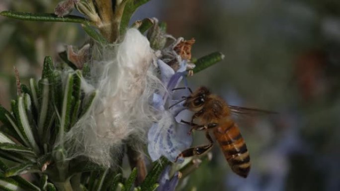 蜜蜂在超慢动作着陆，在迷迭香花上觅食并飞走