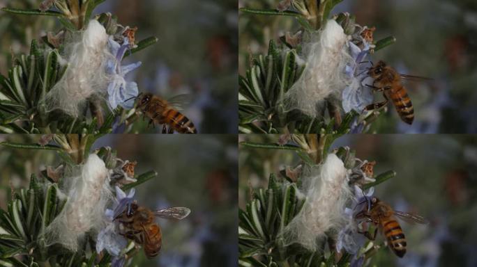 蜜蜂在超慢动作着陆，在迷迭香花上觅食并飞走