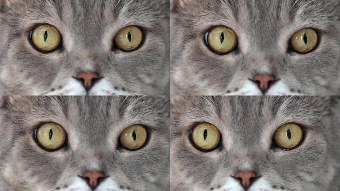 英国短毛猫眼睛的极端特写视频