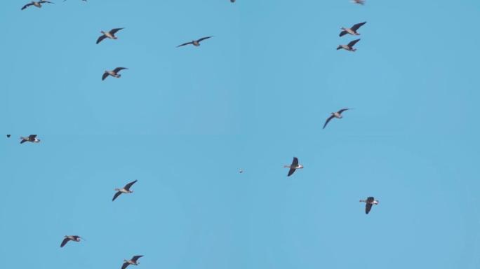 鸟群-大白额鹅绒 (Anser albifrons) 在阳光明媚的春天飞过天空。