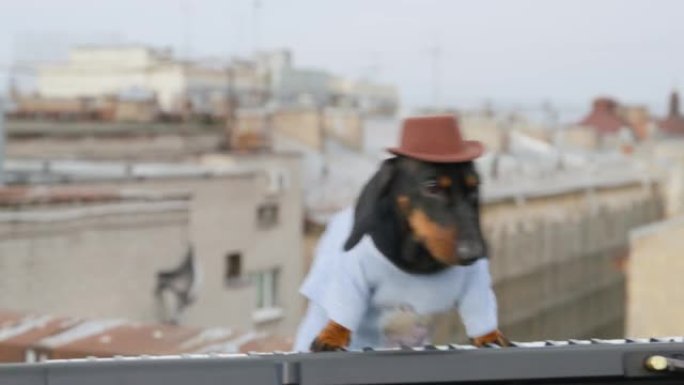 帽子里有趣的腊肠狗动态演奏当代合成器键盘舞蹈，同时在日落时音乐音乐会关闭时在建筑屋顶上表演