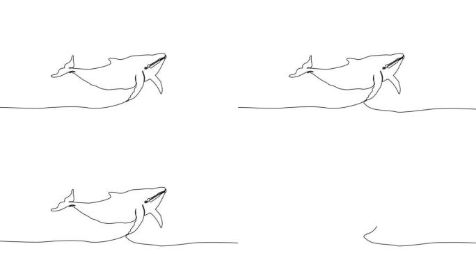 一条鲸鱼的单线绘制动画