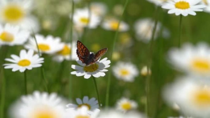 夏天的野花草地，洋甘菊在风中挥舞，小蝴蝶