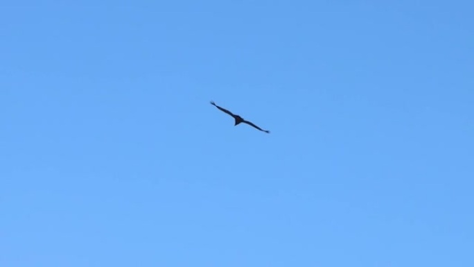 猛禽鹰在天空中飞翔，其大翅膀展开