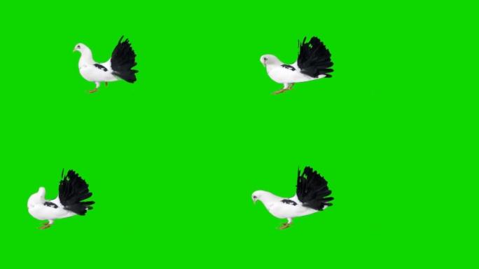 鸽子在绿色屏幕上看