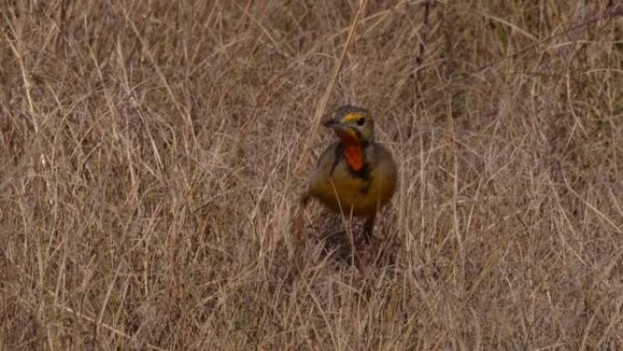 一个橘子的长爪子Oranje Kalkoentjie在野外弹跳的4k视频