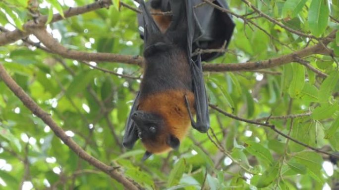 挂在树上的普通飞狐蝙蝠。