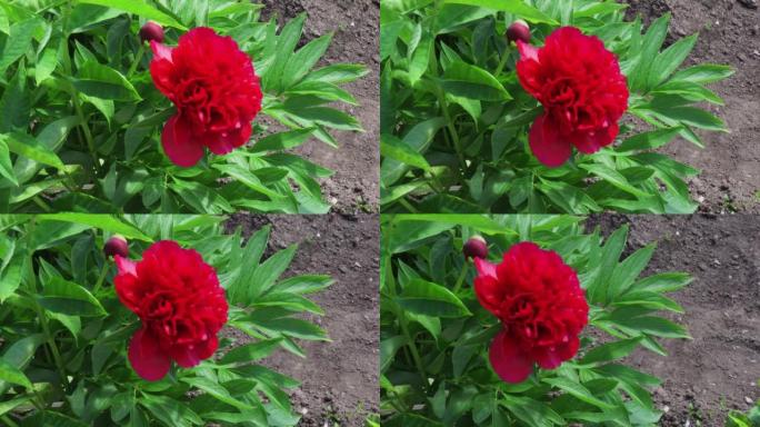 花园里盛开的红色牡丹花