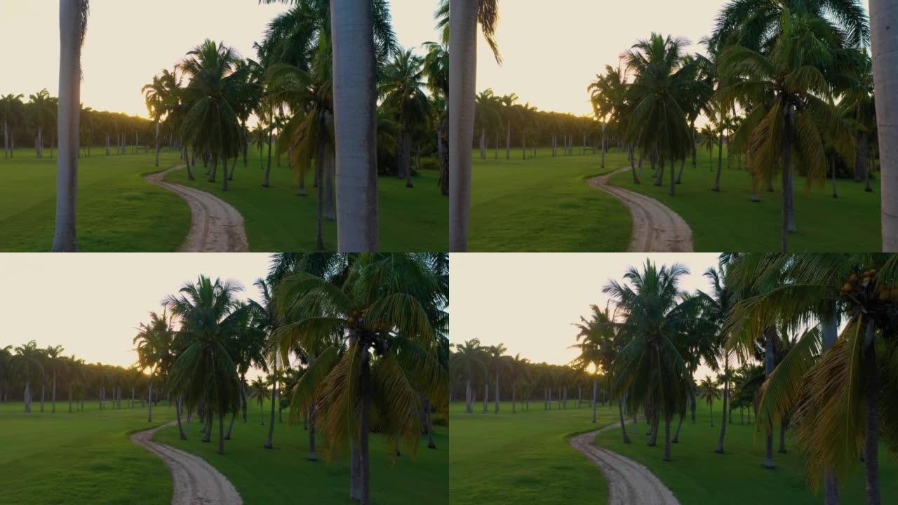 牙买加的日落高尔夫球场，棕榈树。