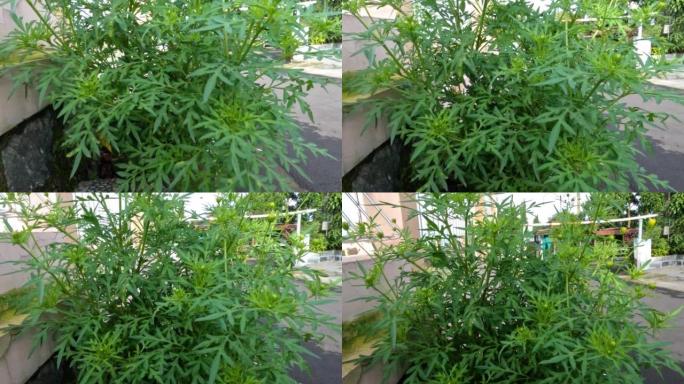 宇宙植物正在释放会开花的花蕾，叶子呈指状绿色