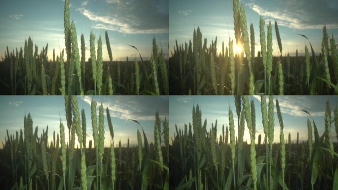 雨后麦田。有许多水滴的麦穗。农业业务。日落或日出时拍摄的宏观照片。收获和收获概念