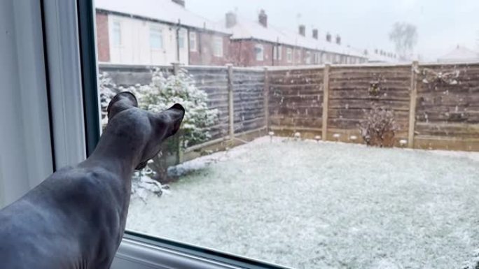 斯亨克斯猫看着雪滴另一只猫来了