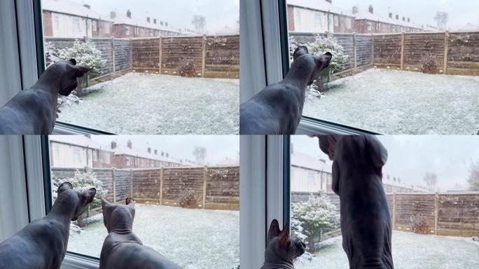 斯亨克斯猫看着雪滴另一只猫来了