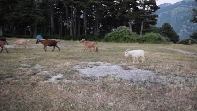 一群家养山羊在晚上通过草地返回家中