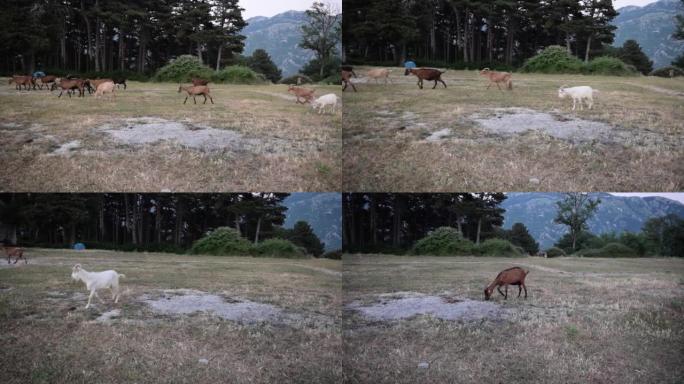 一群家养山羊在晚上通过草地返回家中