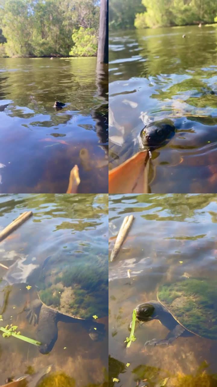 当我拿着棕色的假时，长颈乌龟走向相机的视频。湖里的脏棕色水。海龟背上长着绿色苔藓。澳大利亚昆士兰州黄