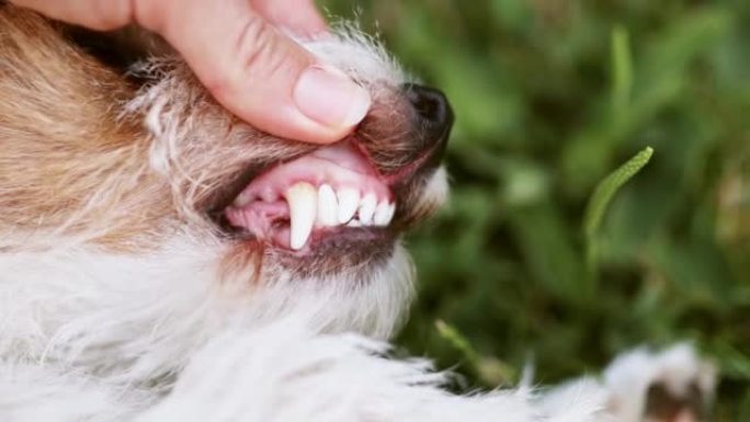 检查健康的狗牙，宠物牙齿护理概念