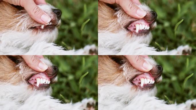检查健康的狗牙，宠物牙齿护理概念