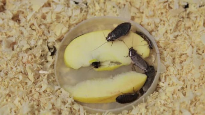 巨大的棕色蟑螂和大胡子吃一块苹果，在水族馆里爬到木屑上。特写，顶视图。很多害虫，恶心的昆虫。