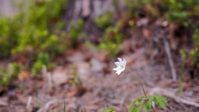 美丽的花木海葵 (anemone nemorosa) 在阵风下移动，特写。4k镜头，选择性柔和聚焦一