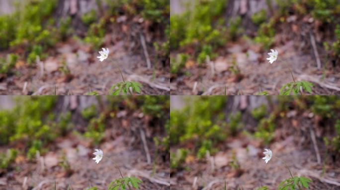 美丽的花木海葵 (anemone nemorosa) 在阵风下移动，特写。4k镜头，选择性柔和聚焦一