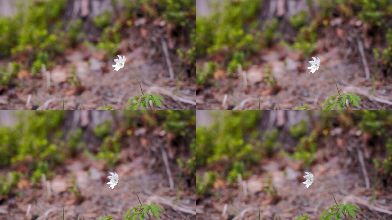 美丽的花木海葵 (anemone nemorosa) 在阵风下移动，特写。4k镜头，选择性柔和聚焦一